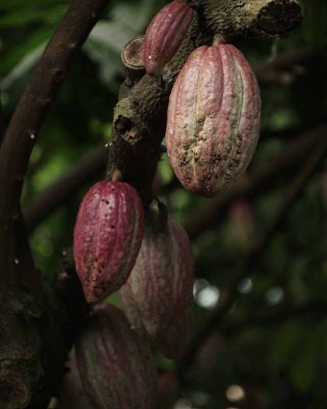 cocoa beans