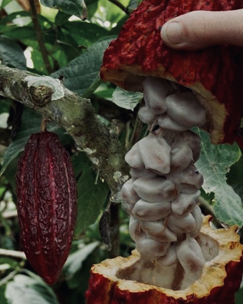cocoa beans