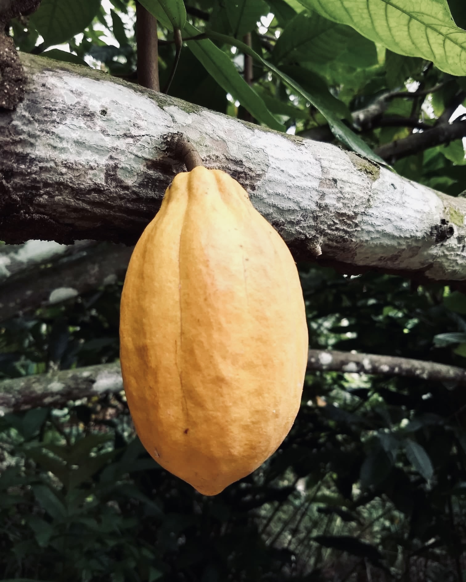 cocoa history