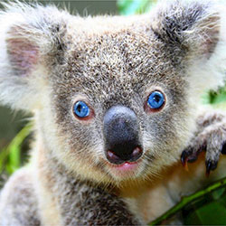 koala close up
